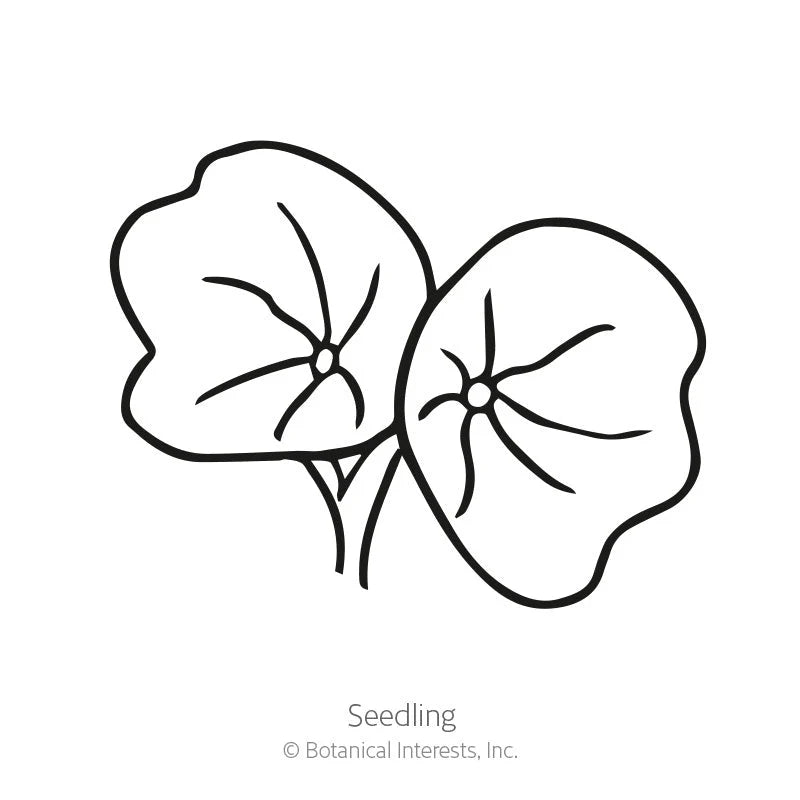 Botanical Interests® SEED PACKET: Nasturtium (Alaska Variegated)