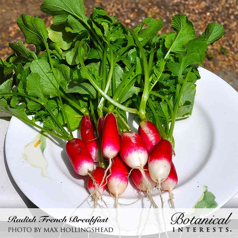Fresh Radishes š«