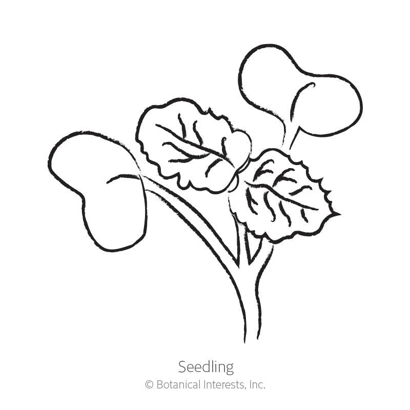 Botanical Interests® SEED PACKET: Radish, Watermelon (Mantanghong)