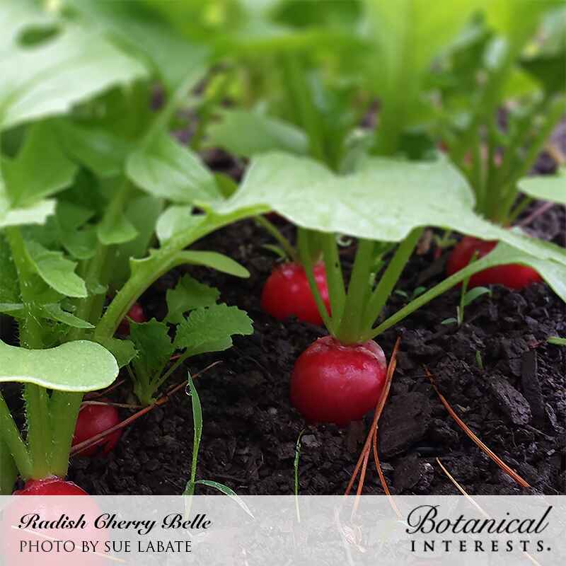 Fresh Radishes š«
