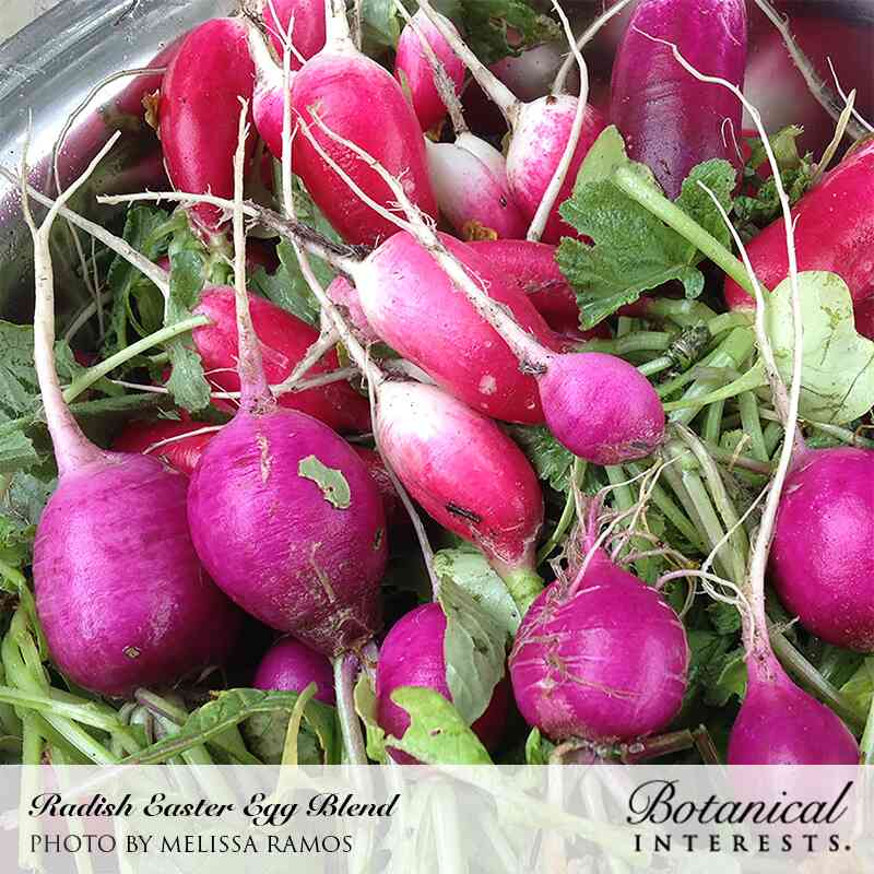 Fresh Radishes š«