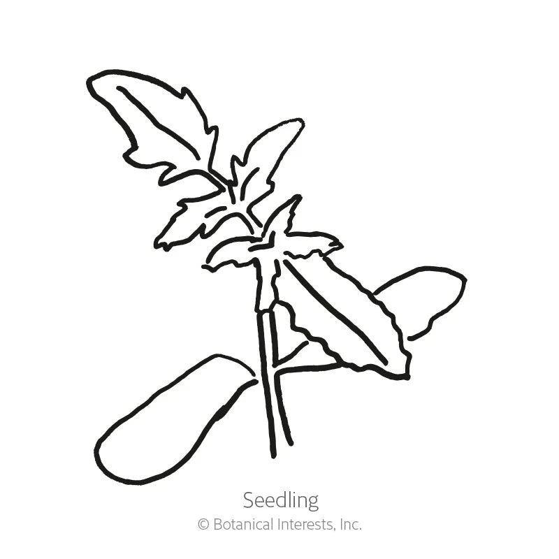 Botanical Interests® SEED PACKET: Tomato Pole Cherry (Indigo Rose), Organic