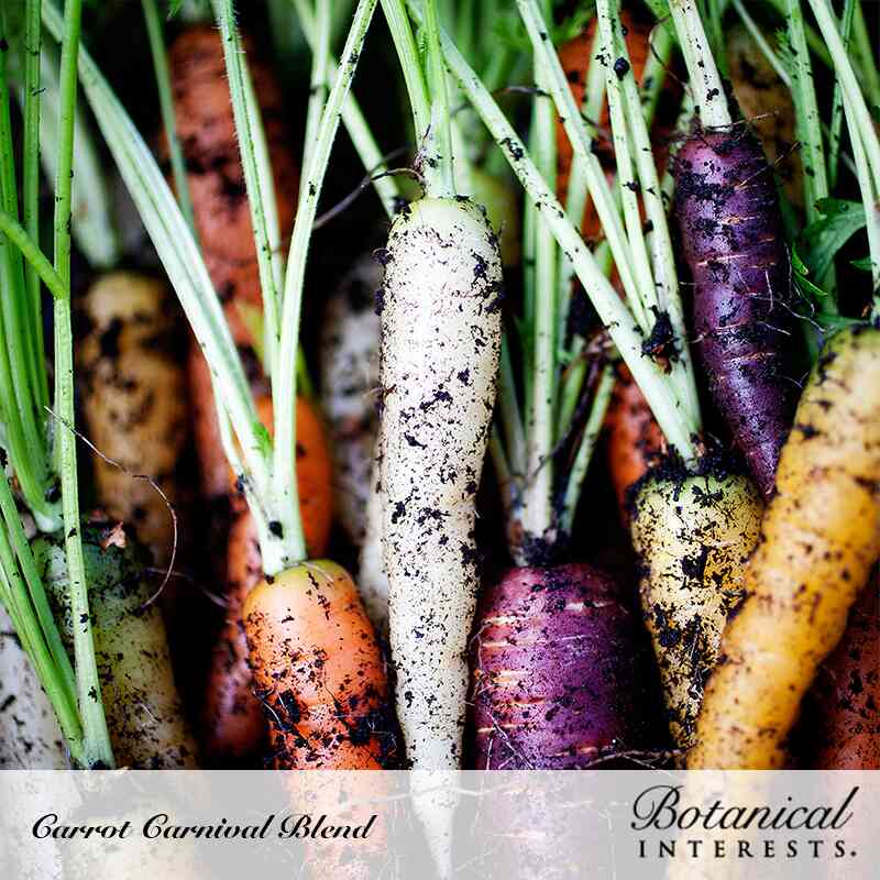 Botanical Interests® SEED PACKET Carrot (Carnival Blend), Organic