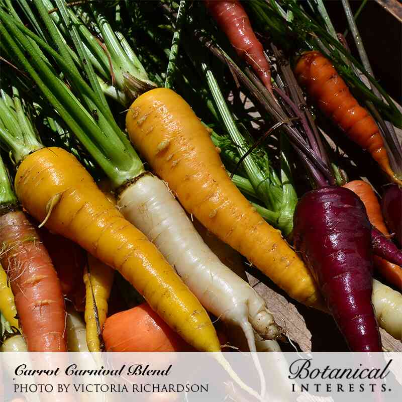 Botanical Interests® SEED PACKET Carrot (Carnival Blend), Organic
