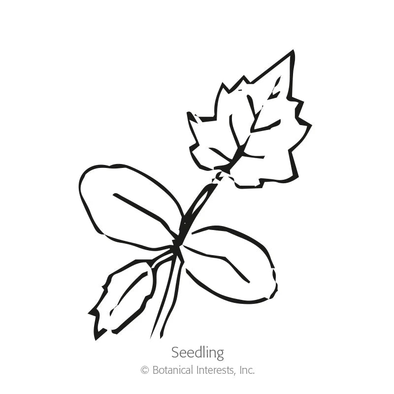 Botanical Interests® SEED PACKET: Gourd, Hard Shelled (Speckled Swan)