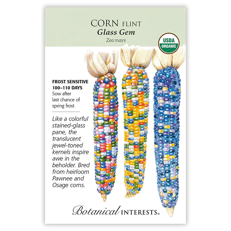 Botanical Interests® SEED PACKET: Corn, Flint (Glass Gem)