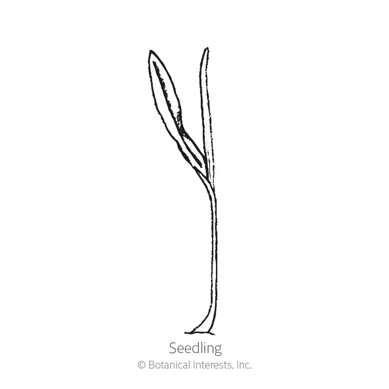 Botanical Interests® SEED PACKET: Corn, Flint (Glass Gem)