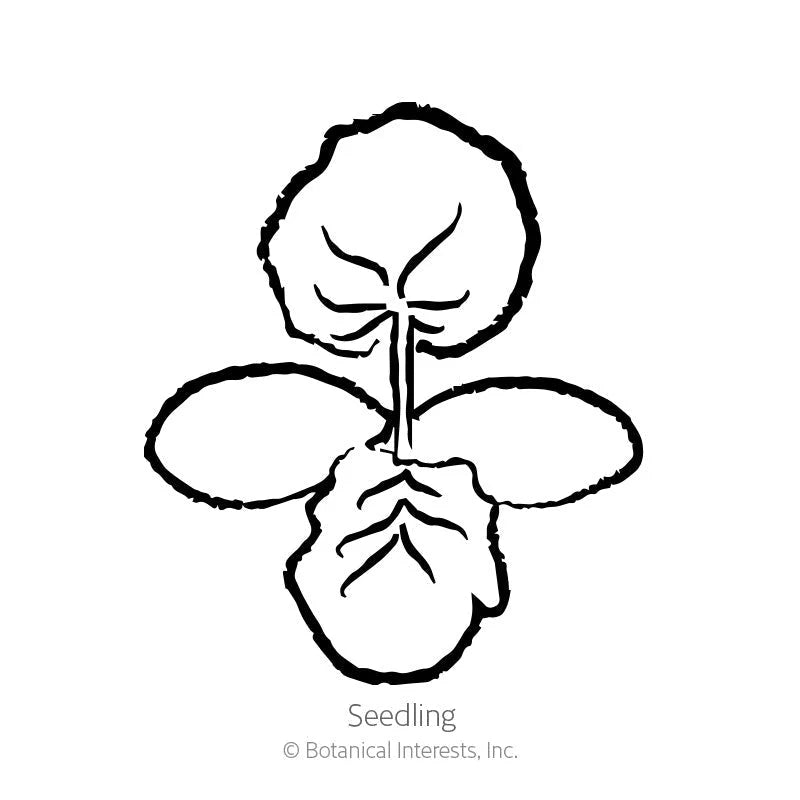 Botanical Interests® SEED PACKET: Squash, Winter Delicata (Honey Boat)