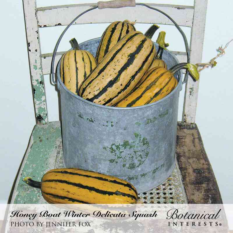 Botanical Interests® SEED PACKET: Squash, Winter Delicata (Honey Boat)