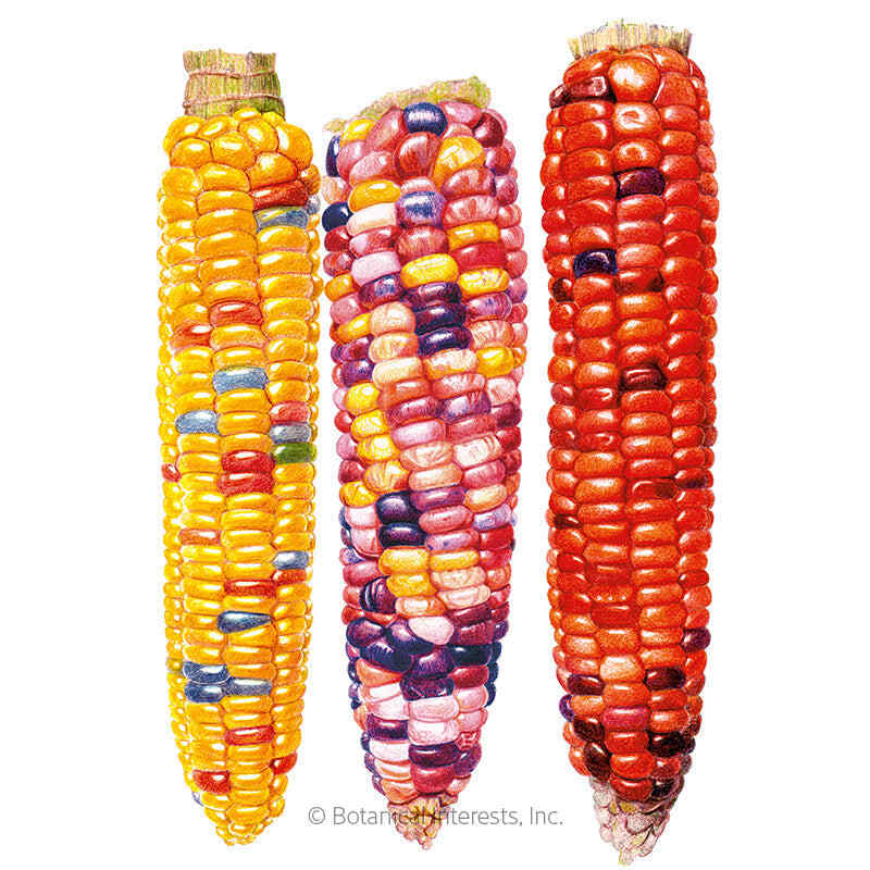 Botanical Interests® SEED PACKET: Corn, Sweet (Painted Hill) Organic