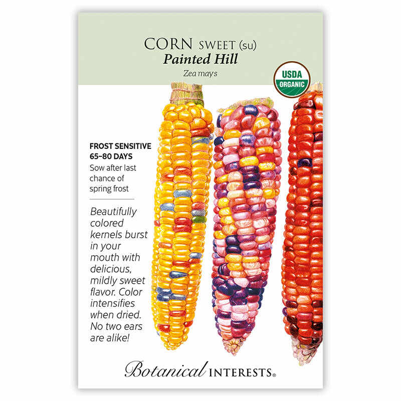 Botanical Interests® SEED PACKET: Corn, Sweet (Painted Hill) Organic