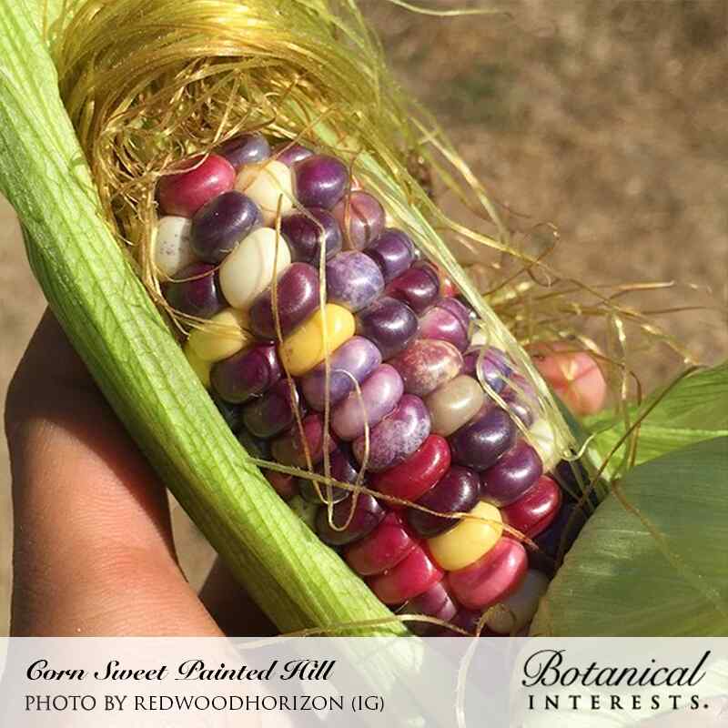 Botanical Interests® SEED PACKET: Corn, Sweet (Painted Hill) Organic