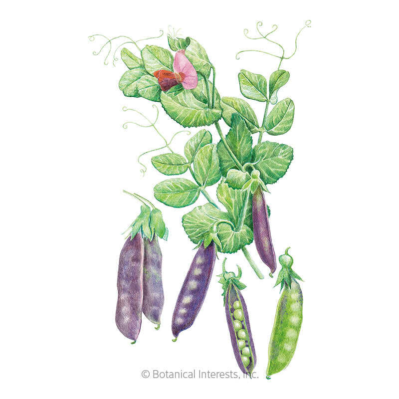 SPRING PRE-ORDER SALE: šŖ“Snap Pea (Sugar Magnolia)