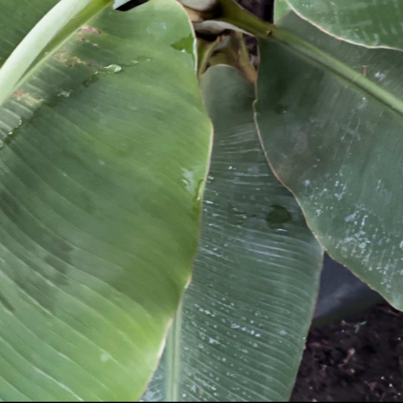 Fresh Banana Plant Leaves