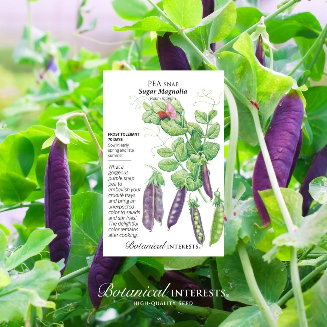 SPRING PRE-ORDER SALE: šŖ“Snap Pea (Sugar Magnolia)