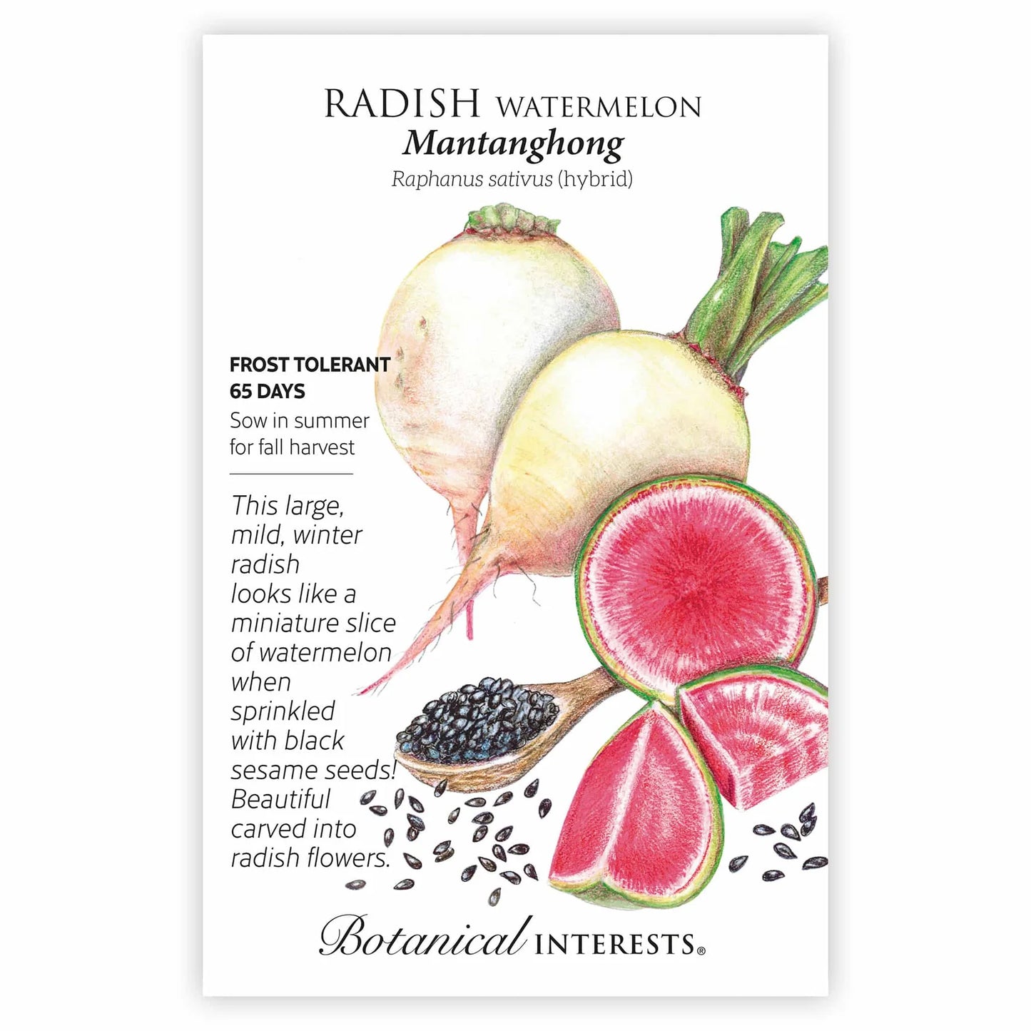 Radish, Watermelon (Mantanghong)