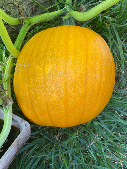 Pumpkins