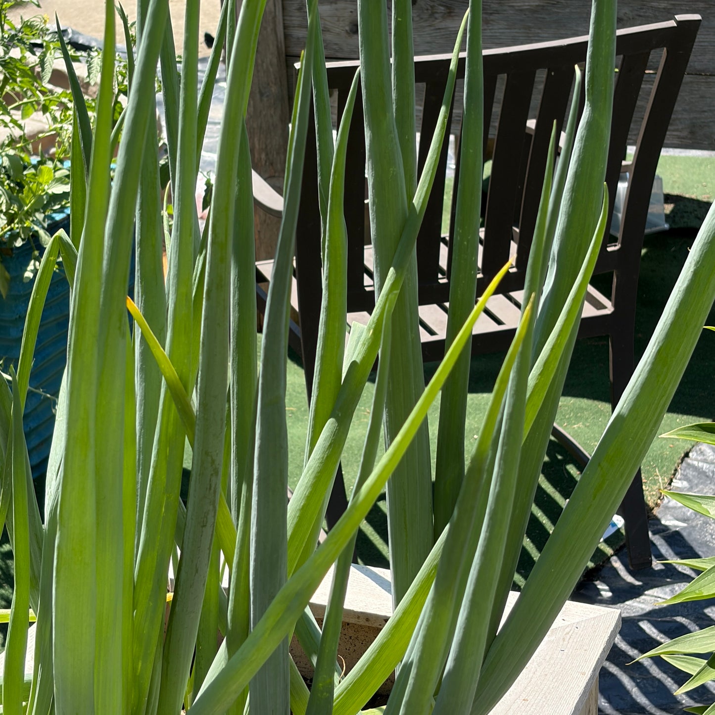 Fresh Green Onions