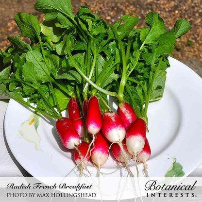 Fresh Radishes 🫜