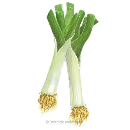 SPRING PLANT: 🪴 Leek, King Richard