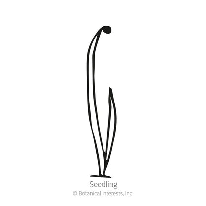 SPRING PLANT: 🪴 Leek, King Richard