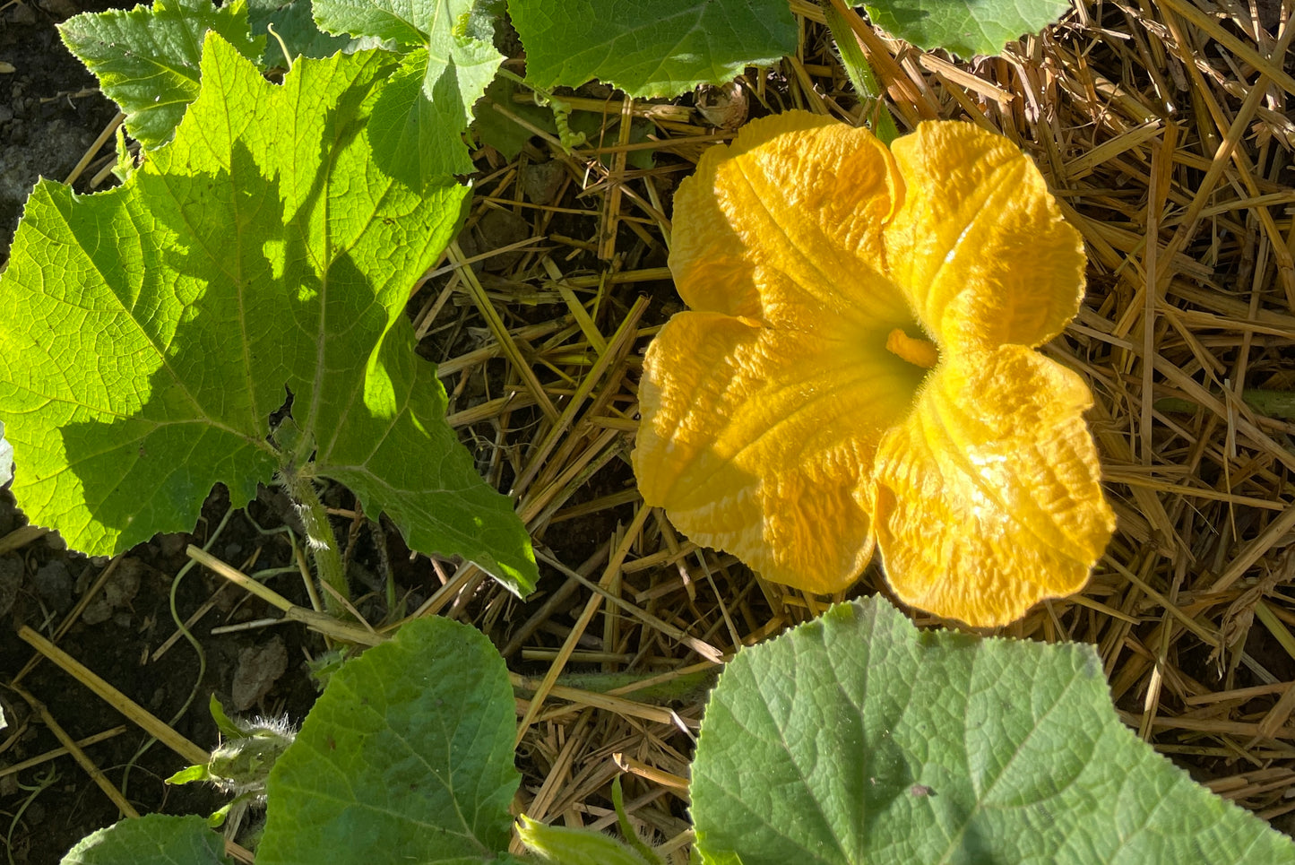 Fresh Cut Squash Blossoms