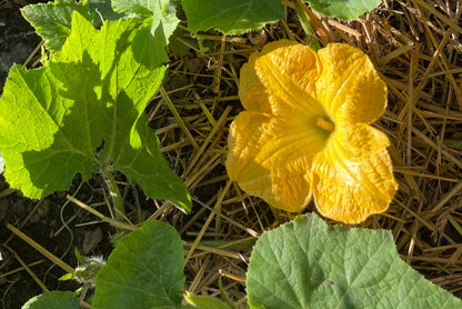 Fresh Cut Squash Blossoms
