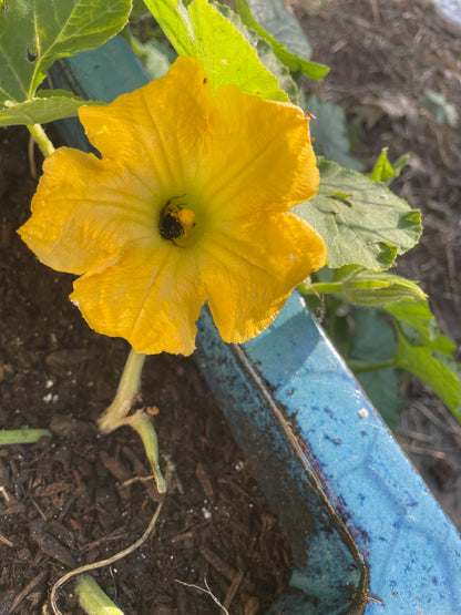 Yellow flower of a squash plant in a garden bed