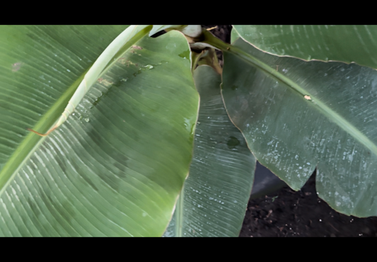 Close-up of a green banana leaf with visible ridges.