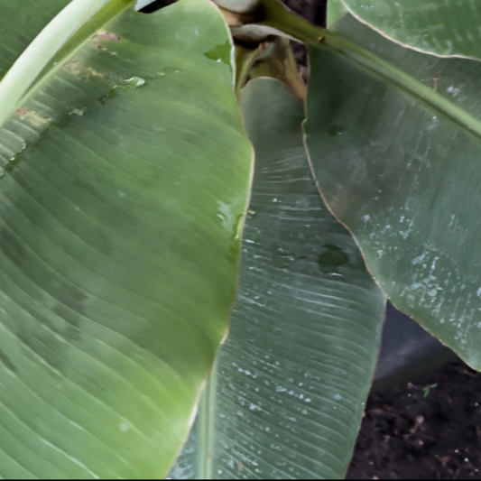 Fresh Banana Plant Leaves