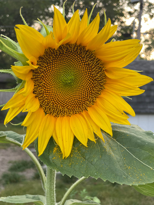 Fresh Cut Sunflower Stems! 🌻