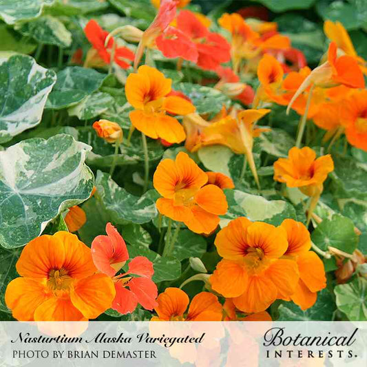 Nasturtium (Alaska Variegated)