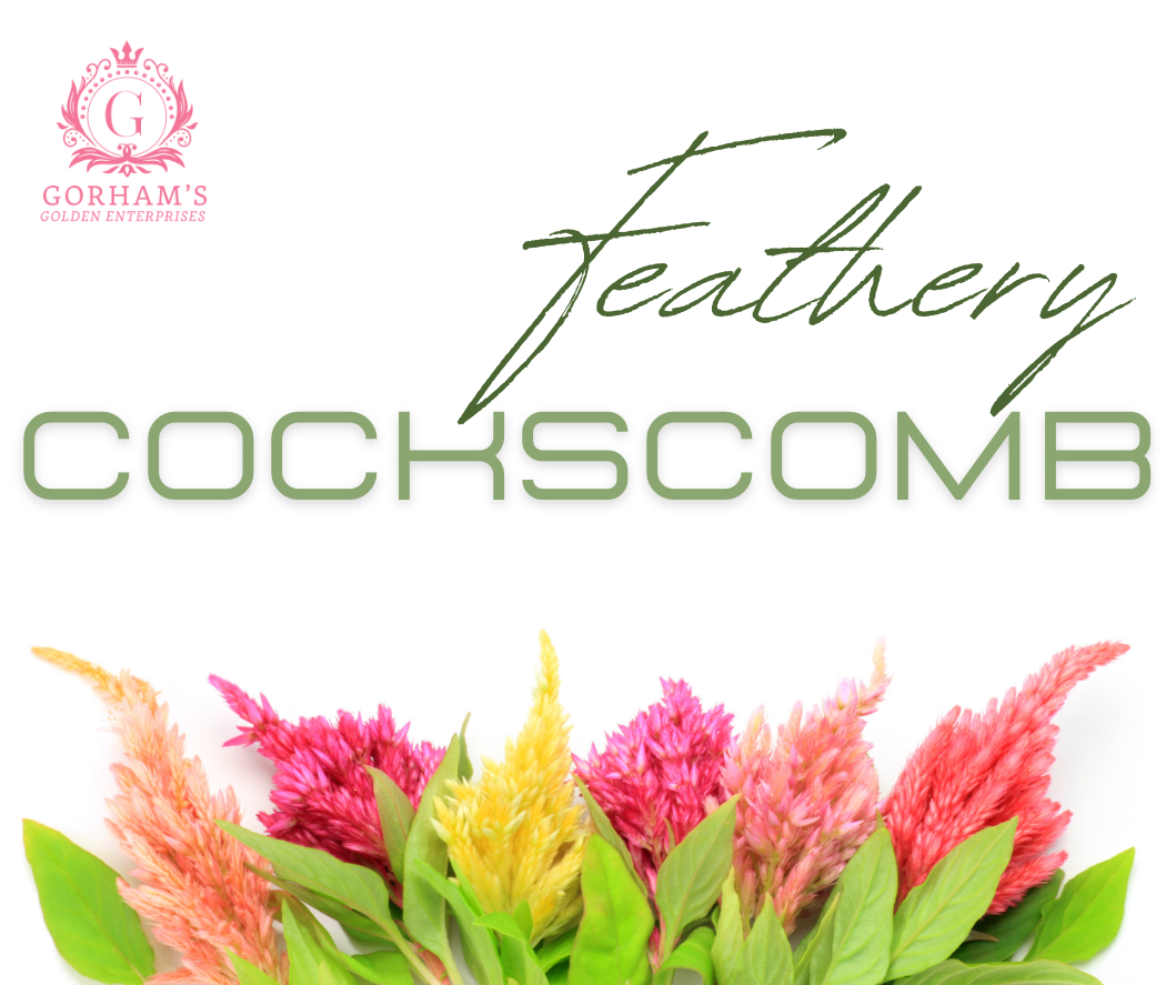 Fresh Cut Celosia (Cockscomb)