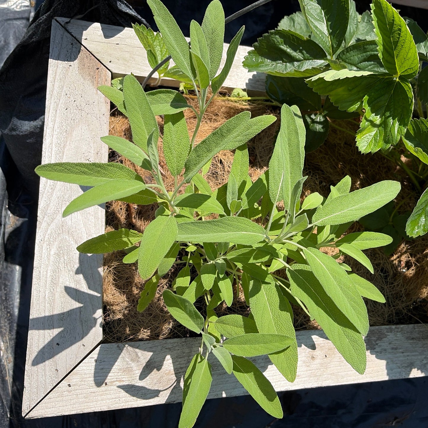 Fresh Sage