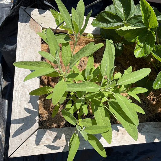 Fresh Sage